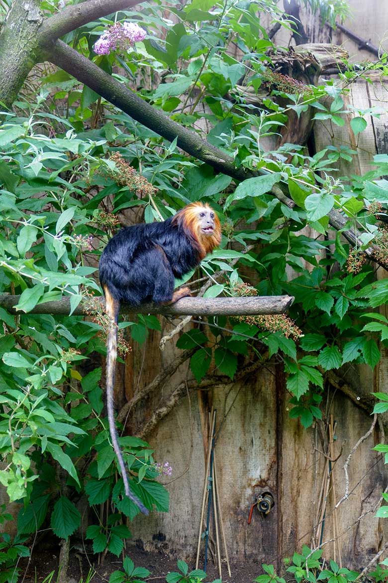 Goldkopf-Löwenäffchen am 25. Juli 2022 auf der Außenanlage am Affen-Haus im Grünen Zoo Wuppertal