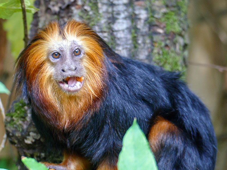 Goldkopf-Löwenäffchen am 25. Juli 2022 auf der Außenanlage am Affen-Haus im Wuppertaler Zoo