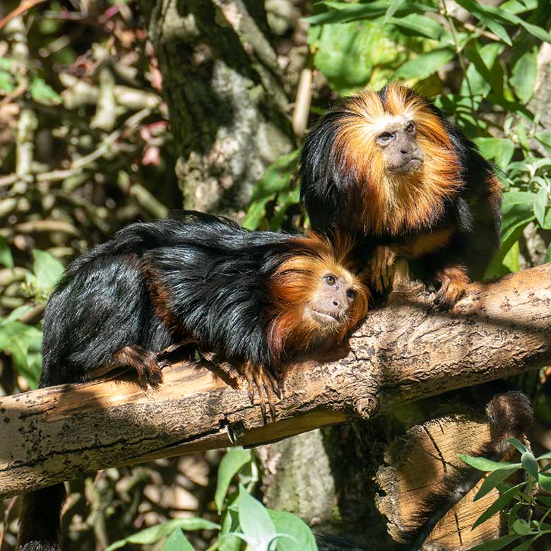 Zwei Goldkopf-Löwenäffchen am 9. Oktober 2022 auf der Außenanlage am Affen-Haus im Zoologischen Garten Wuppertal