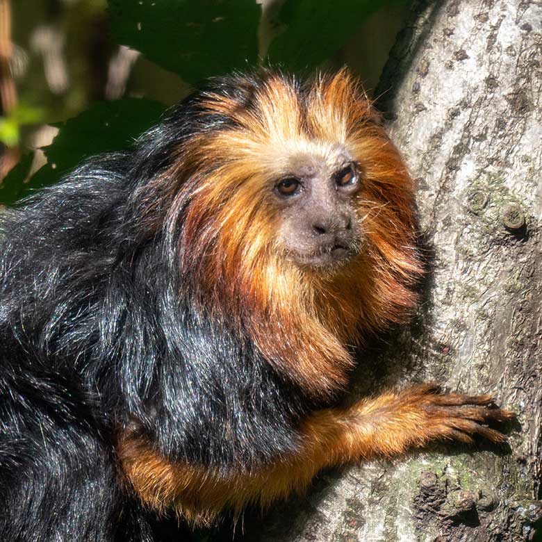 Goldkopf-Löwenäffchen am 6. September 2023 in der Außenanlage am Menschenaffen-Haus im Grünen Zoo Wuppertal