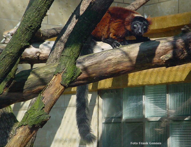 Roter Vari im Zoologischen Garten Wuppertal im April 2004 (Foto Frank Gennes)