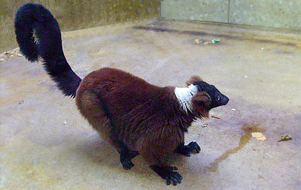 Roter Vari im Wuppertaler Zoo im Januar 2009