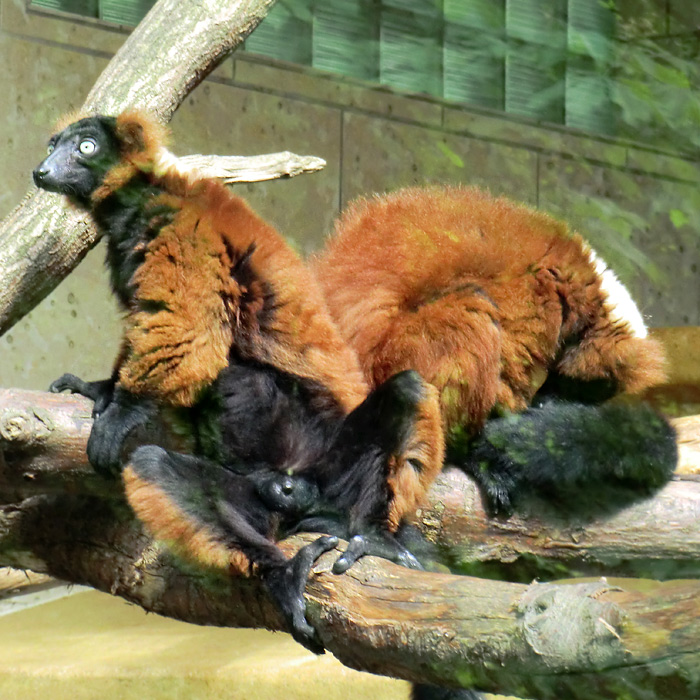 Roter Vari im Wuppertaler Zoo im Mai 2011