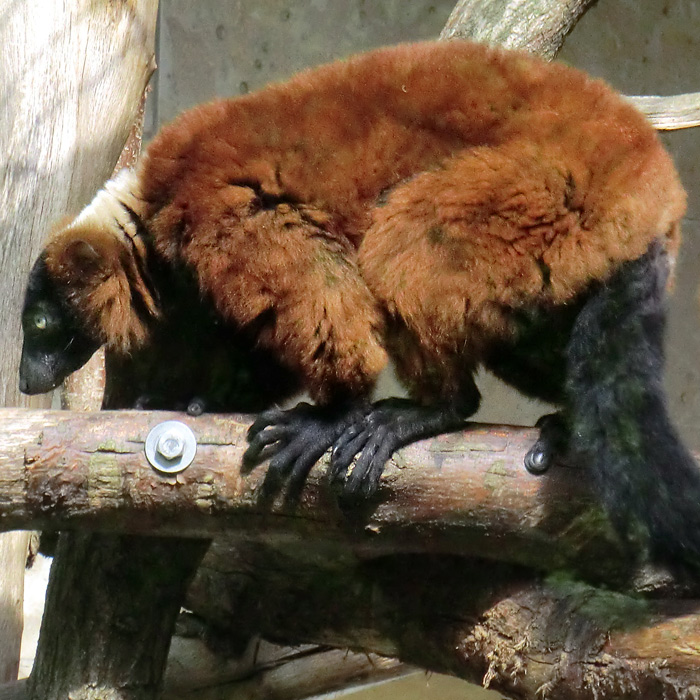 Roter Vari im Wuppertaler Zoo im Mai 2011