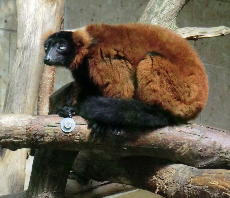 Roter Vari im Zoologischen Garten Wuppertal im Mai 2011