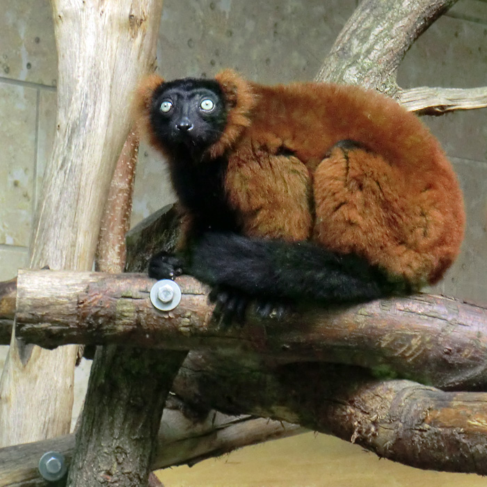 Roter Vari im Wuppertaler Zoo im Mai 2011