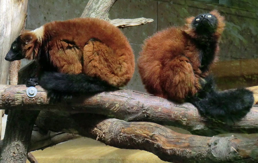 Roter Vari im Wuppertaler Zoo im Mai 2011