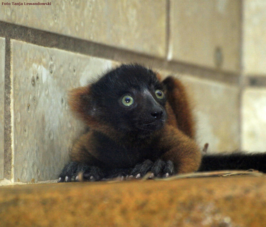 Roter Vari im Zoo Wuppertal im Mai 2012 (Foto Tanja Lewandowski)