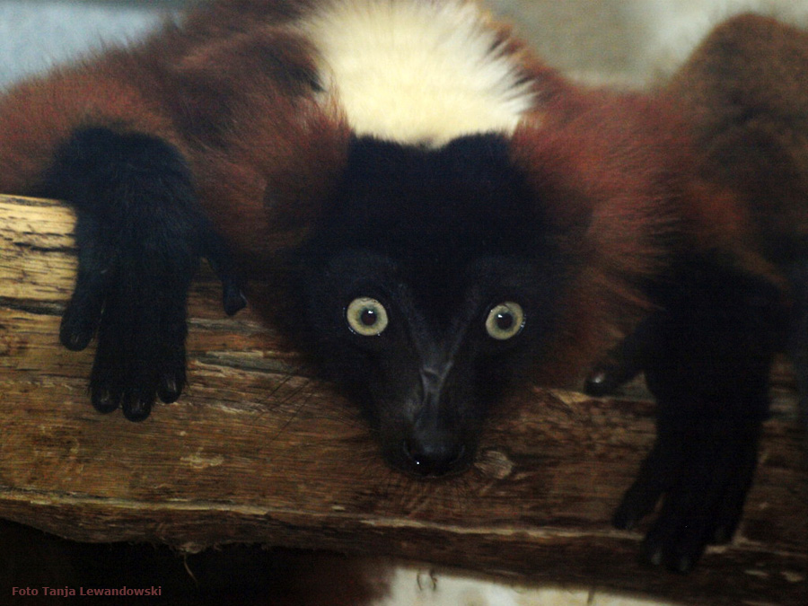 Roter Vari im Wuppertaler Zoo im Mai 2012 (Foto Tanja Lewandowski)