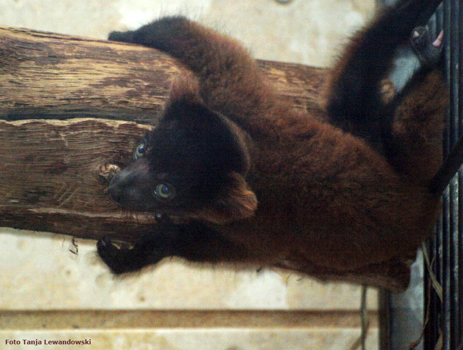 Roter Vari im Zoologischen Garten Wuppertal im Mai 2012 (Foto Tanja Lewandowski)