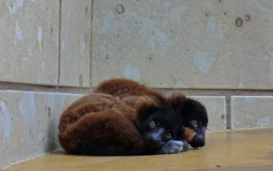 Rote Varis im Wuppertaler Zoo im Juni 2012