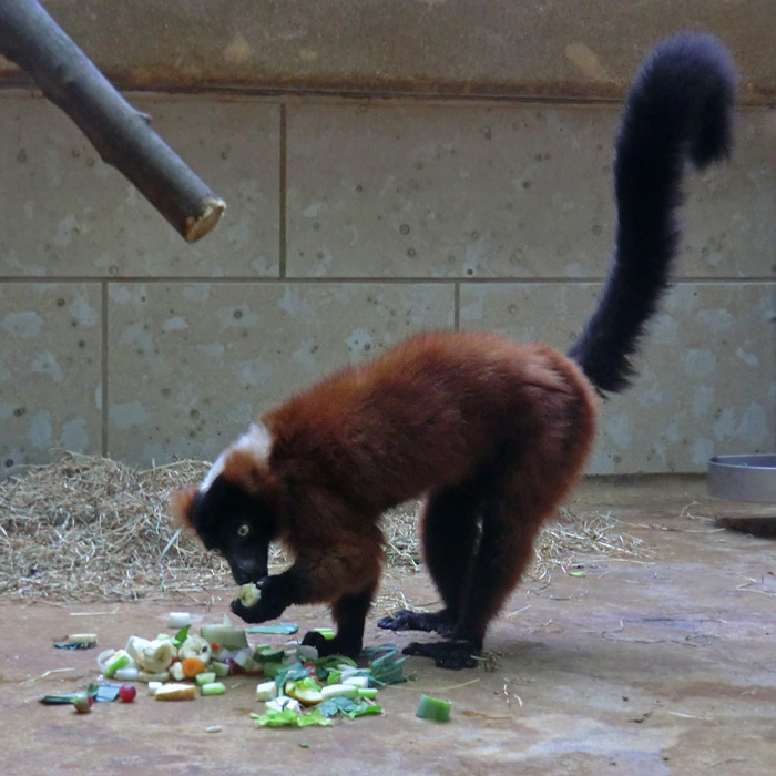 Roter Vari im Wuppertaler Zoo im Juni 2012