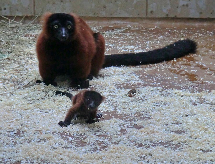 Roter Vari mit im Wuppertaler Zoo im Mai 2014