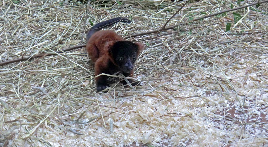 Roter Vari Jungtier im Zoo Wuppertal im Mai 2014