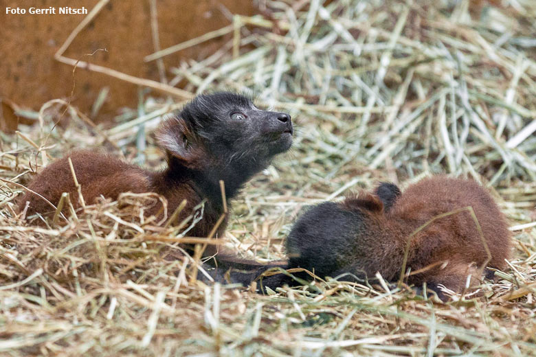 Roter Vari Jungtiere am 21. Mai 2016 im Affenhaus im Zoo Wuppertal (Foto Gerrit Nitsch)