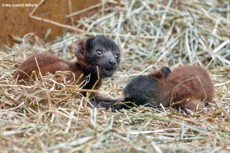 Roter Vari Jungtiere am 21. Mai 2016 im Affenhaus im Grünen Zoo Wuppertal (Foto Gerrit Nitsch)