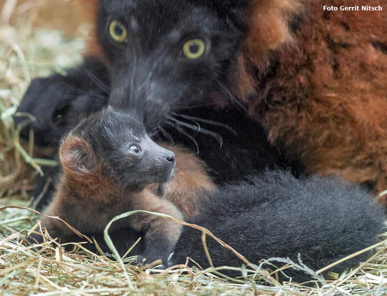 Roter Vari mit Jungtier am 21. Mai 2016 im Affenhaus im Zoologischen Garten Wuppertal (Foto Gerrit Nitsch)