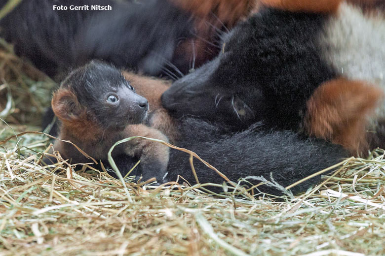 Roter Vari mit Jungtier am 21. Mai 2016 im Affenhaus im Zoo Wuppertal (Foto Gerrit Nitsch)