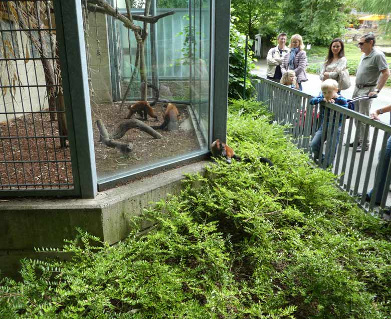 Roter Vari-Jungtier am 25. Juni 2017 außerhalb der Außenanlage im Grünen Zoo Wuppertal