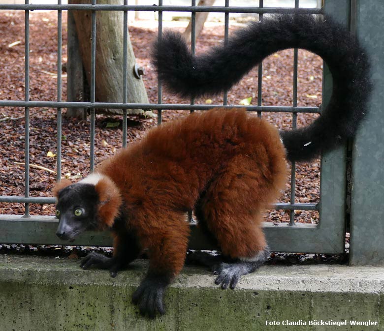 Roter Vari am 26. Juli 2017 außerhalb des Außengeheges am Affenhaus im Grünen Zoo Wuppertal (Foto Claudia Böckstiegel-Wengler)