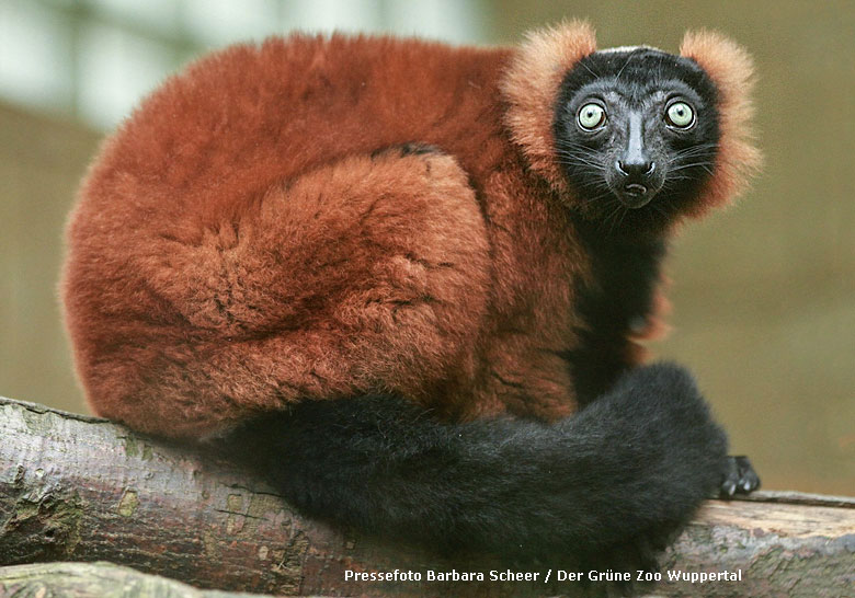 Roter Vari im Zoologischen Garten der Stadt Wuppertal (Pressefoto Barbara Scheer / Der Grüne Zoo Wuppertal)