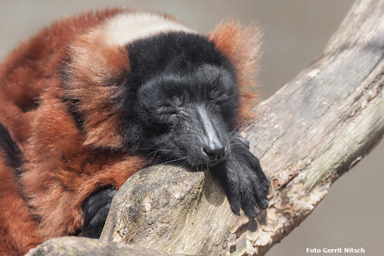 Roter Vari am 24. März 2018 auf der Außenanlage am Affenhaus im Zoo Wuppertal (Foto Gerrit Nitsch)