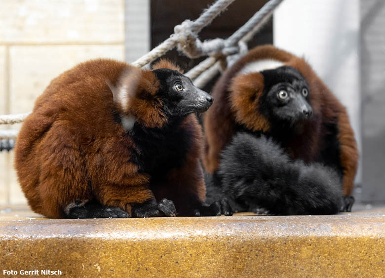 Rote Varis am 30. Dezember 2018 im Innengehege im Affenhaus im Grünen Zoo Wuppertal (Foto Gerrit Nitsch)