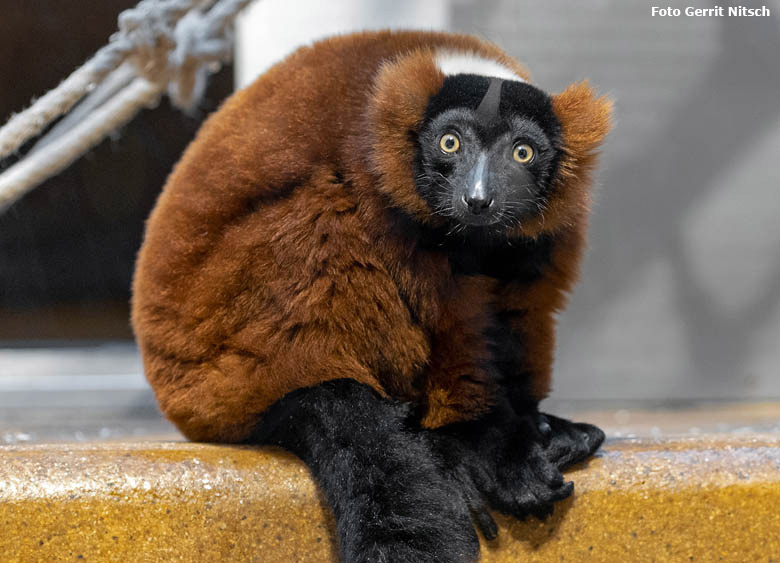 Roter Vari am 30. Dezember 2018 im Innengehege im Affenhaus im Wuppertaler Zoo (Foto Gerrit Nitsch)