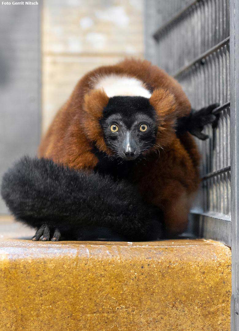 Roter Vari am 30. Dezember 2018 im Innengehege im Affenhaus im Zoo Wuppertal (Foto Gerrit Nitsch)