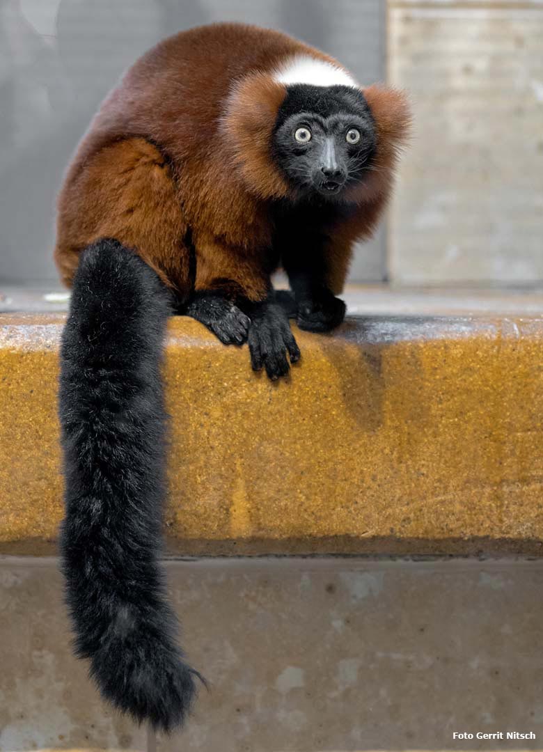 Roter Vari am 30. Dezember 2018 im Innengehege im Affenhaus im Zoologischen Garten Wuppertal (Foto Gerrit Nitsch)