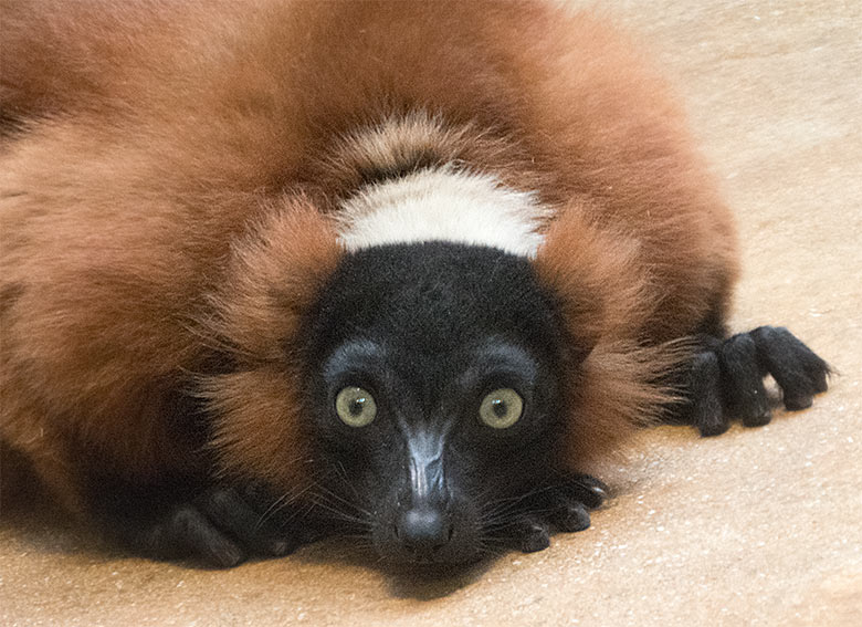 Roter Vari am 29. Juni 2019 im Affenhaus im Wuppertaler Zoo