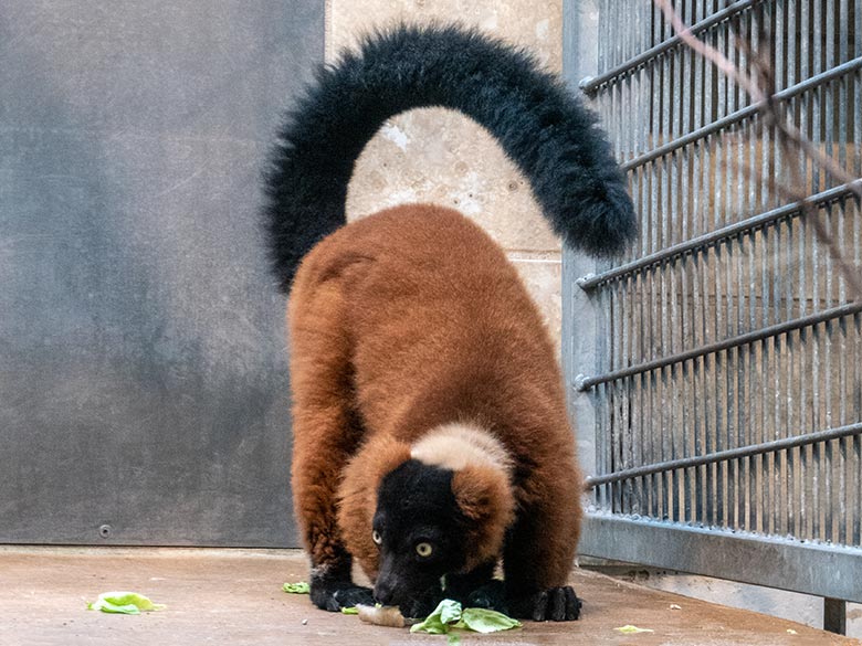 Roter Vari am 5. August 2023 im Innengehege im Affen-Haus im Wuppertaler Zoo