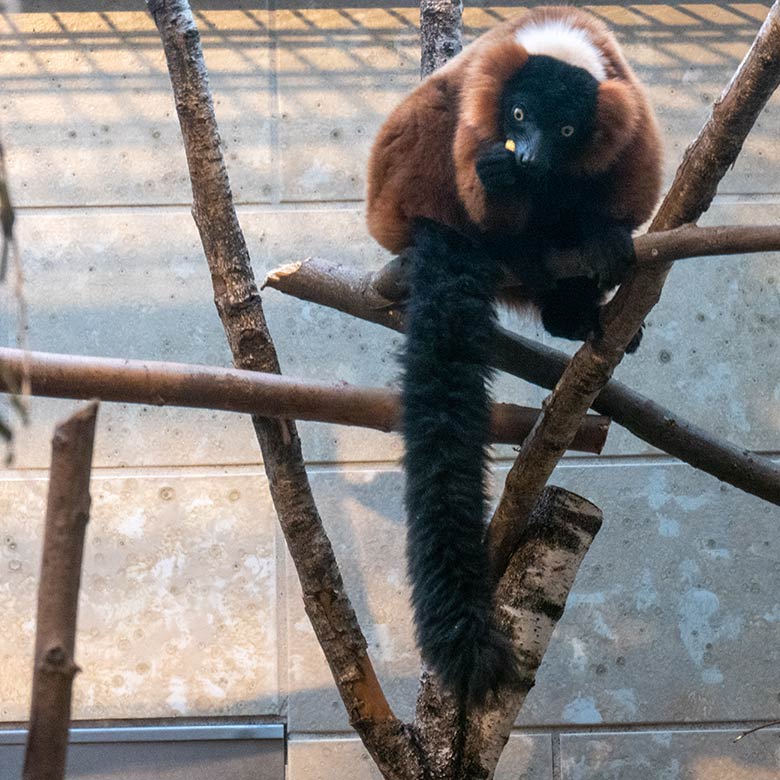 Weiblicher Roter Vari BAYU am 13. Dezember 2024 im Innengehege im Affen-Haus im Grünen Zoo Wuppertal