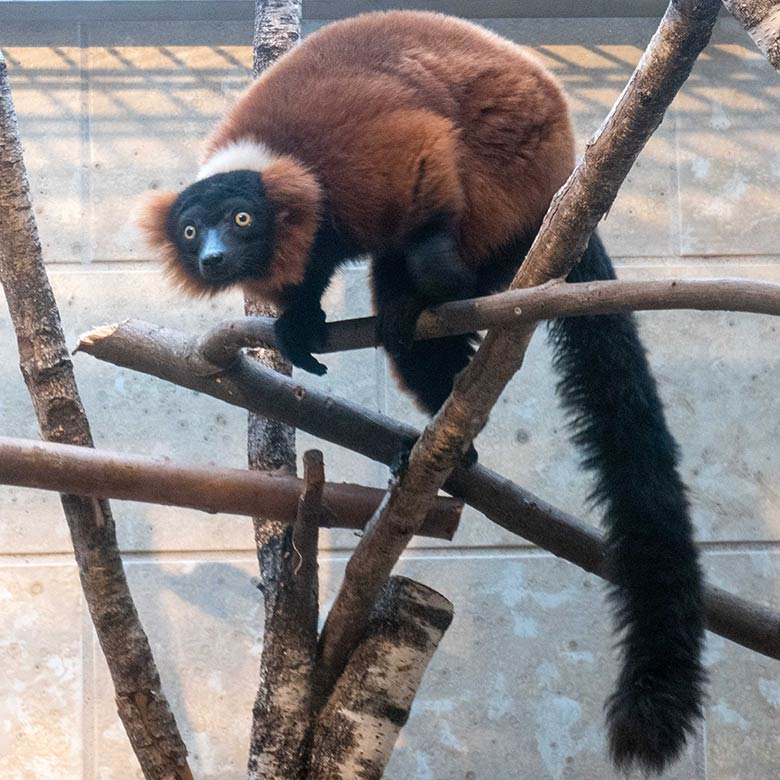 Weiblicher Roter Vari BAYU am 13. Dezember 2024 im Innengehege im Affen-Haus im Wuppertaler Zoo