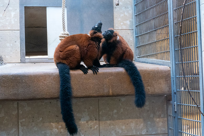 Weibliche Rote Varis BAYU und ALFIE am 2. März 2025 im Innengehege im Affen-Haus im Zoo Wuppertal