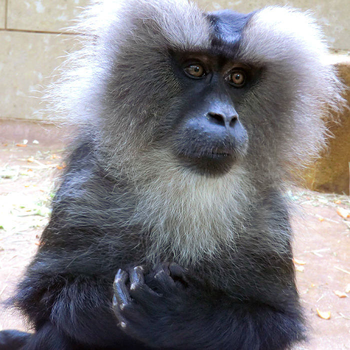 Bartaffe im Wuppertaler Zoo im Juli 2012