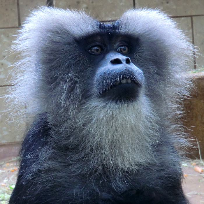 Bartaffe im Wuppertaler Zoo im Juli 2012