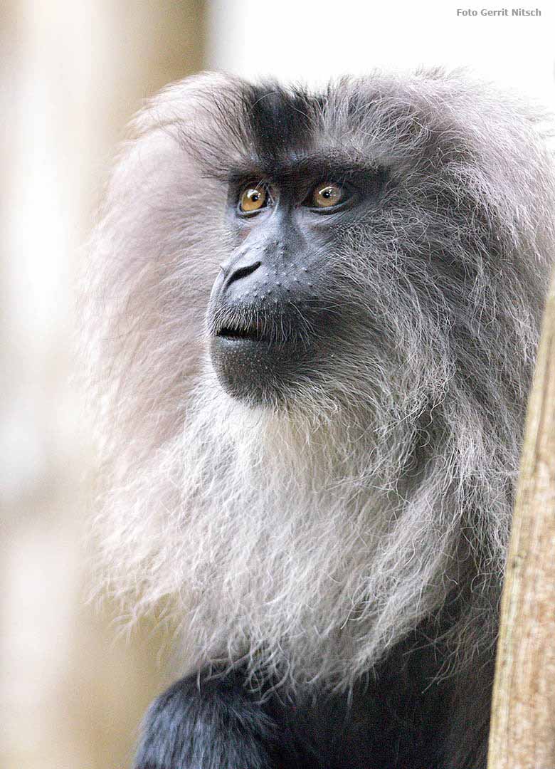 Bartaffe im Zoologischen Garten der Stadt Wuppertal im Juni 2017 (Foto Gerrit Nitsch)