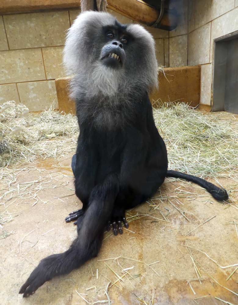 Bartaffe am 21. Juli 2017 im Innengehege im Affenhaus im Zoologischen Garten Wuppertal