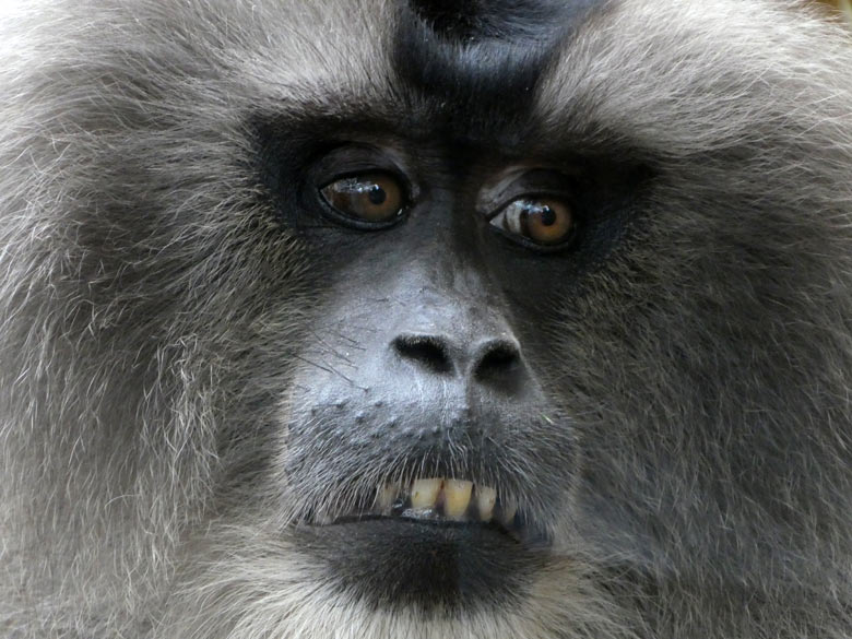 Bartaffe am 21. Juli 2017 im Innengehege im Affenhaus im Grünen Zoo Wuppertal
