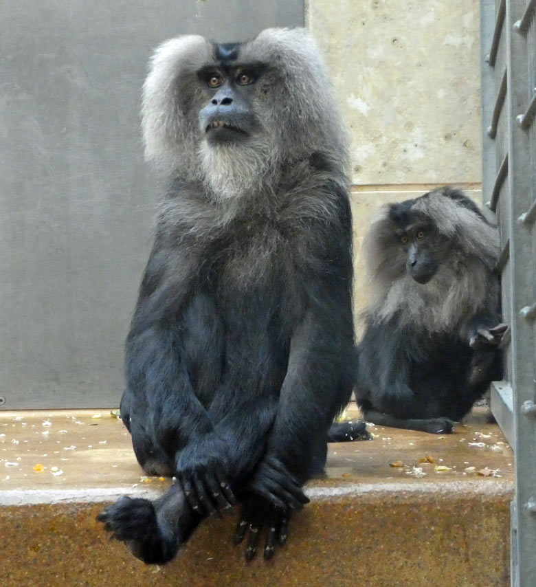 Bartaffen am 21. September 2017 im neuen Innengehege im Affenhaus im Grünen Zoo Wuppertal