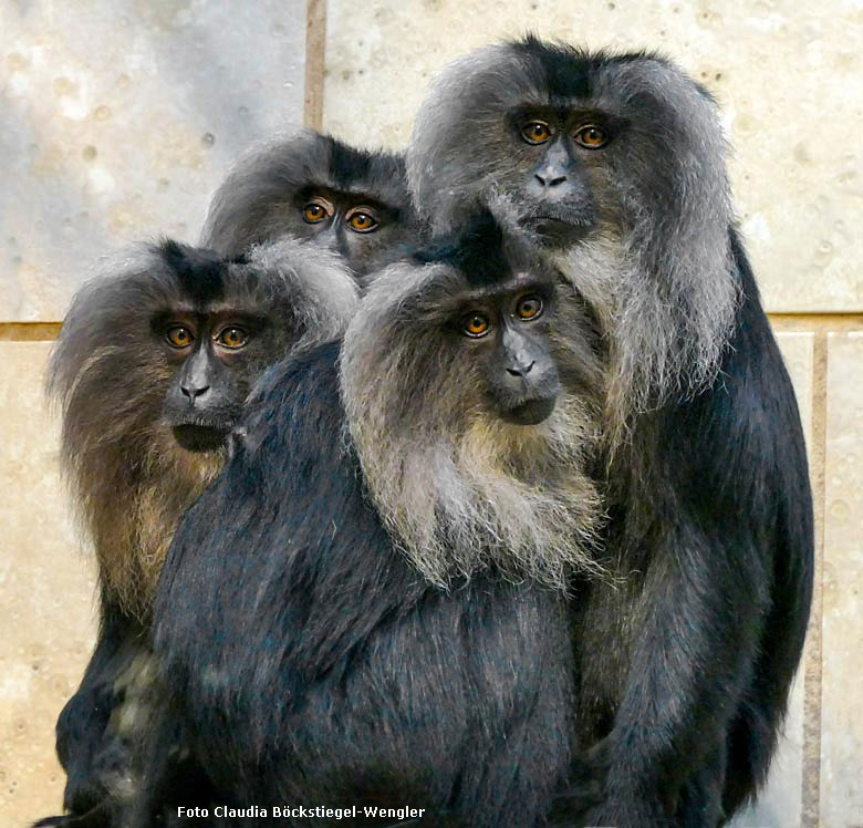 Bartaffen am 6. Januar 2018 im Affenhaus im Grünen Zoo Wuppertal (Foto Claudia Böckstiegel-Wengler)