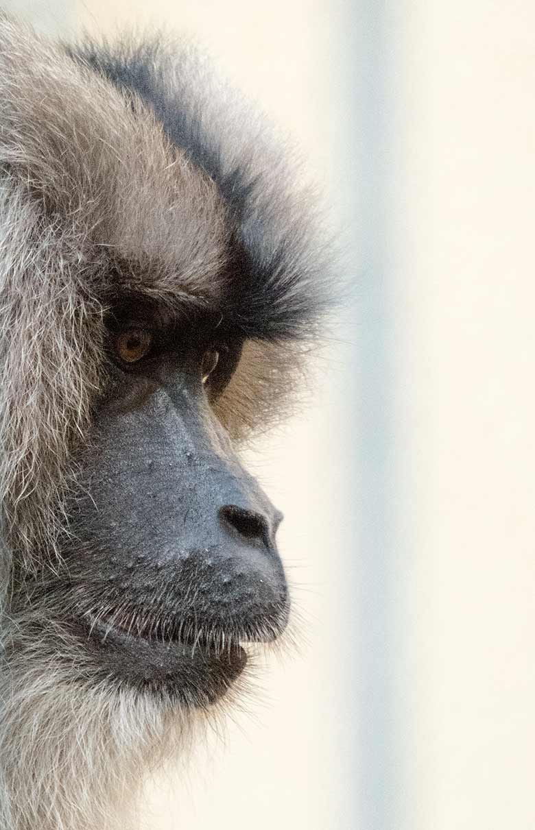 Bartaffe am 18. August 2018 auf der Außenanlage am Affenhaus im Grünen Zoo Wuppertal