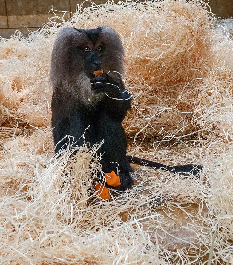 Bartaffe im September 2018 im Affenhaus im Grünen Zoo Wuppertal