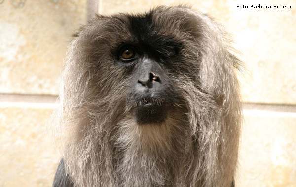 Bartaffe im Wuppertaler Zoo (Foto Barbara Scheer)