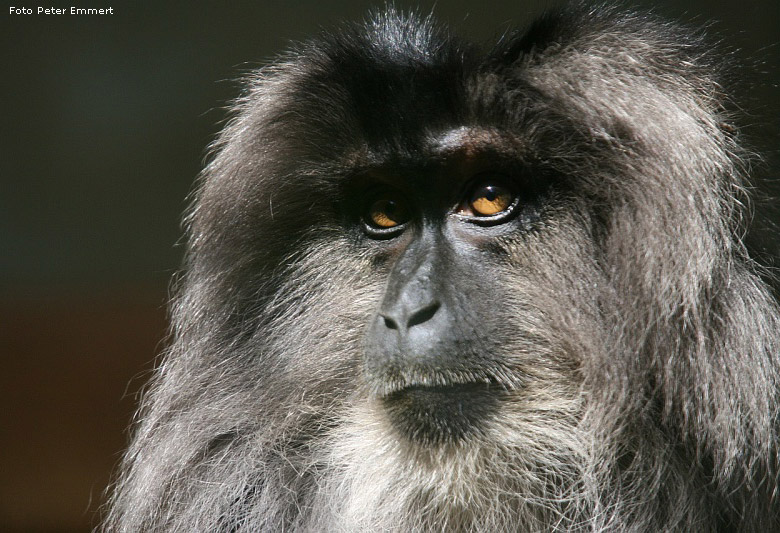 Bartaffe im Zoologischen Garten Wuppertal (Foto Peter Emmert)