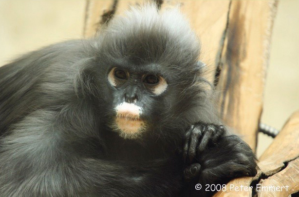 Brillenlangur im Zoologischen Garten Wuppertal (Foto Peter Emmert)