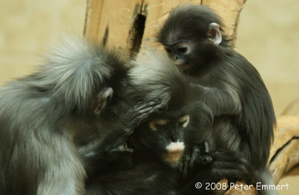 Brillenlanguren im Zoo Wuppertal (Foto Peter Emmert)