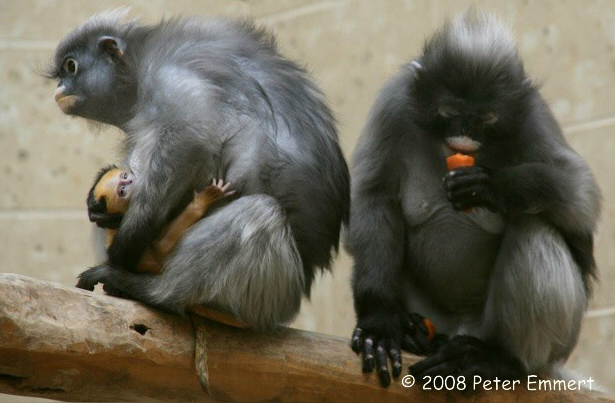 Brillenlanguren mit goldfarbenem Jungtier im Wuppertaler Zoo (Foto Peter Emmert)