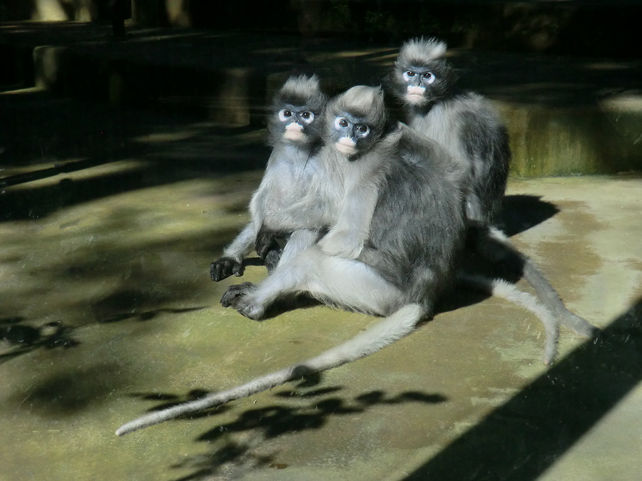 Brillenlanguren im Zoo Wuppertal im Juli 2012